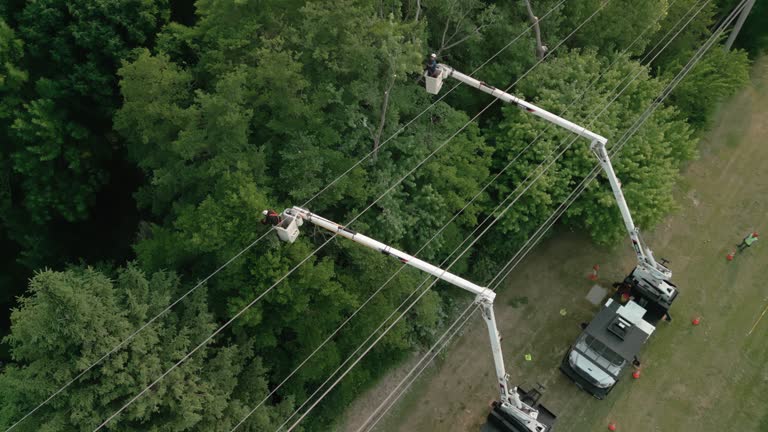 Trusted Winona Lake, IN Tree Removal Experts